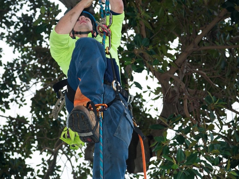 Qualified arborist working in a mature tree during a risk assessment in Stirling