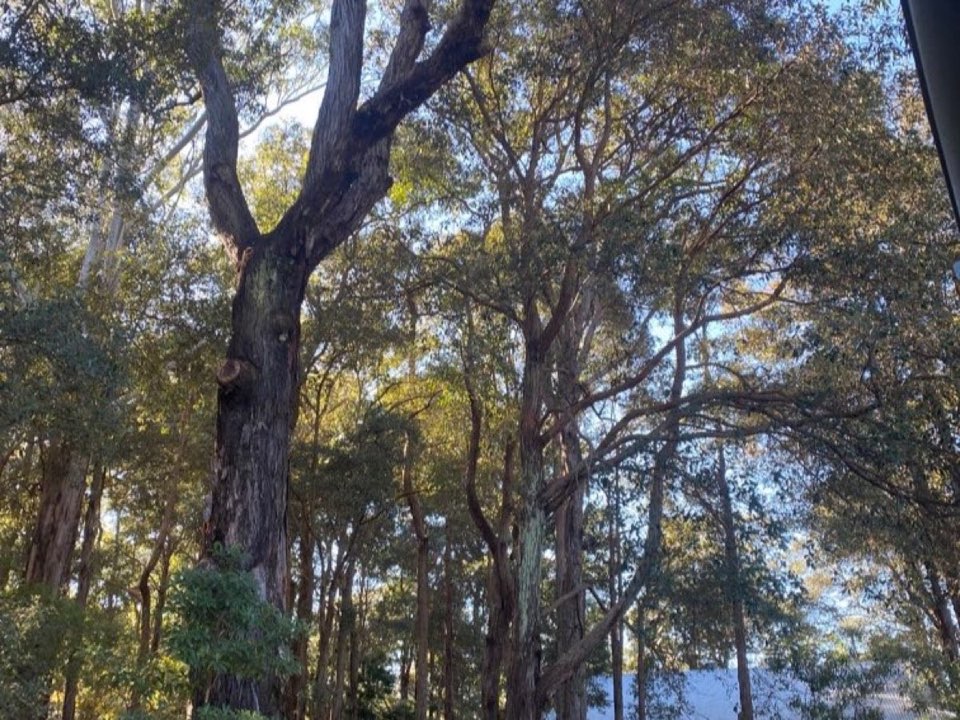 Mature trees in a Stirling parkland setting due for routine re-inspection